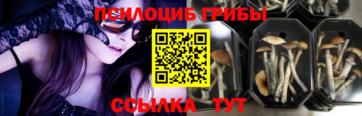 Новокубанск  Псилоцибиновые грибы мицелий  Галлюциногенные грибы MAGIC MUSHROOMS  Вход с VPN 